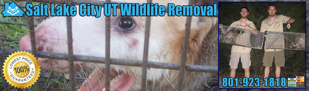 Salt Lake City Wildlife and Animal Removal